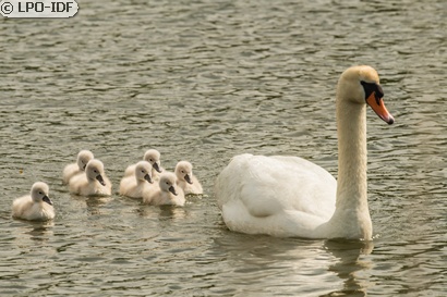 Cygne tuberculé