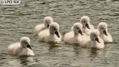 Cygne tuberculé
