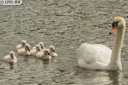 Cygne tuberculé