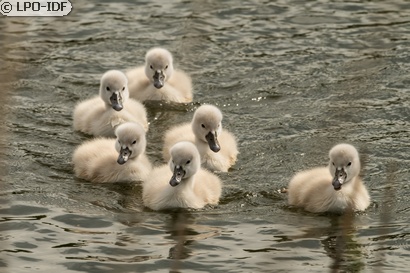 Cygne tuberculé