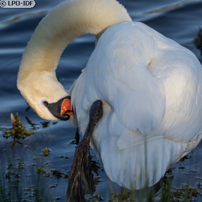 Cygne tuberculé
