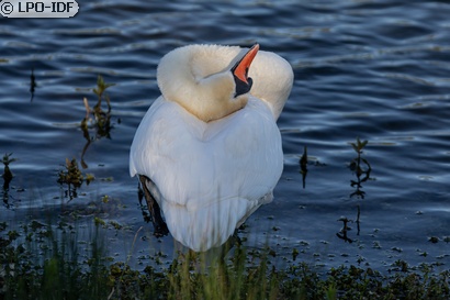 Cygne tuberculé
