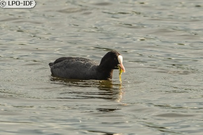 Foulque macroule