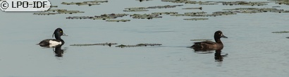 Fuligule morillon
