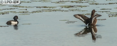 Fuligule morillon