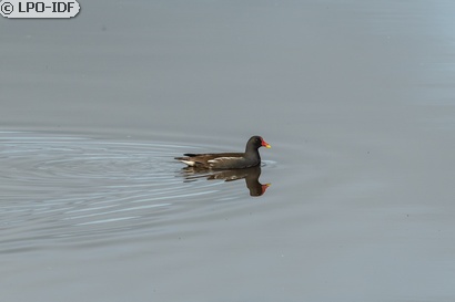 Gallinule poule-d'eau