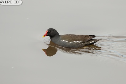 Gallinule poule-d'eau