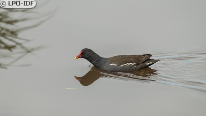 Gallinule poule-d'eau