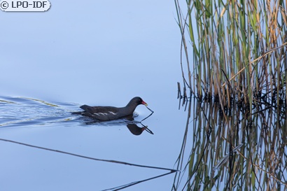 Gallinule poule-d'eau