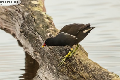 Gallinule poule-d'eau