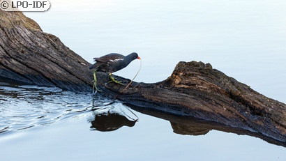 Gallinule poule-d'eau