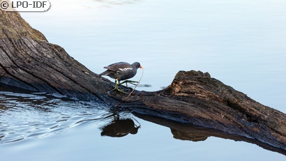 Gallinule poule-d'eau