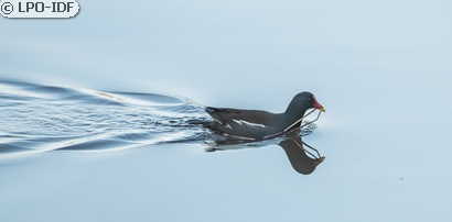 Gallinule poule-d'eau