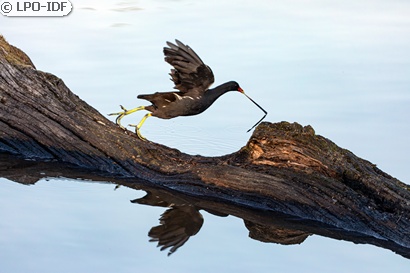 Gallinule poule-d'eau