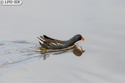 Gallinule poule-d'eau