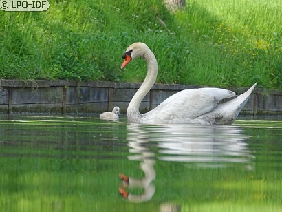 Cygne tuberculé