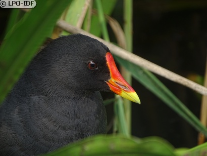 Gallinule poule-d'eau