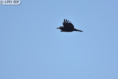 Corbeau freux