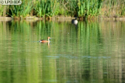 Dendrocygne fauve