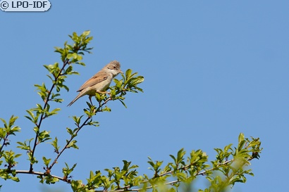 Fauvette grisette