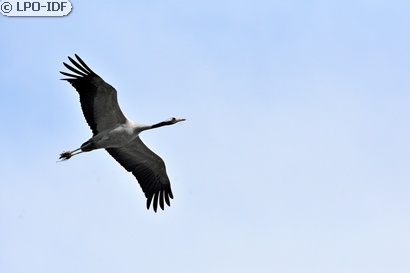 Grue cendrée