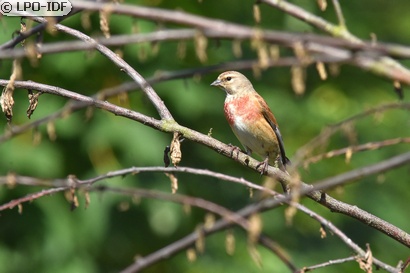 Linotte mélodieuse