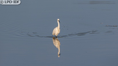 Aigrette garzette