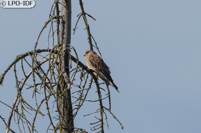Faucon crécerelle