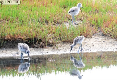 Avocette élégante