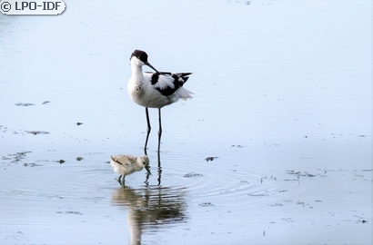 Avocette élégante