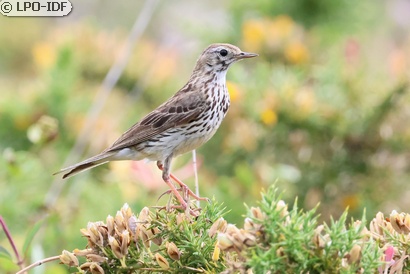 Pipit farlouse