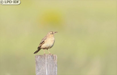 Pipit rousseline