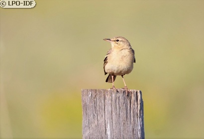 Pipit rousseline