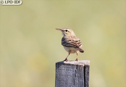 Pipit rousseline
