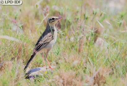 Pipit rousseline