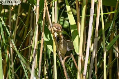 Rousserolle effarvatte