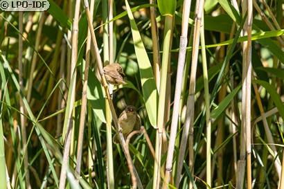 Rousserolle effarvatte