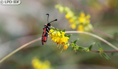 Zygène de la Petite coronille